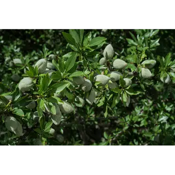 Natural California Almond